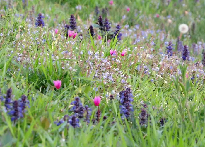 Vires * Labin (Istria)